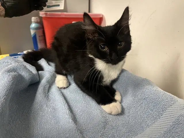 Unknown - Domestic Medium Hair