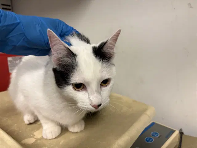 Unknown - Domestic Short Hair