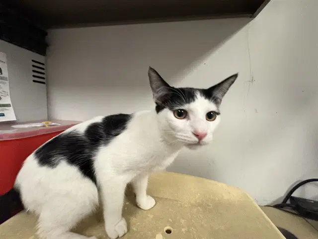 Unknown - Domestic Short Hair