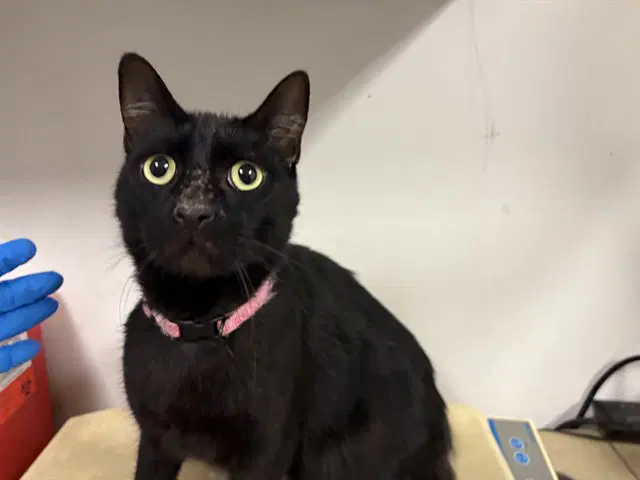 Unknown - Domestic Short Hair