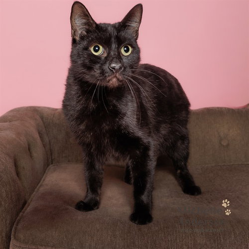 A165346, a cat for adoption from Corona Animal Services