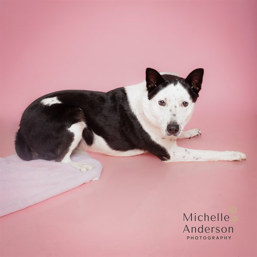 CHESTER, a dog for adoption from Corona Animal Services