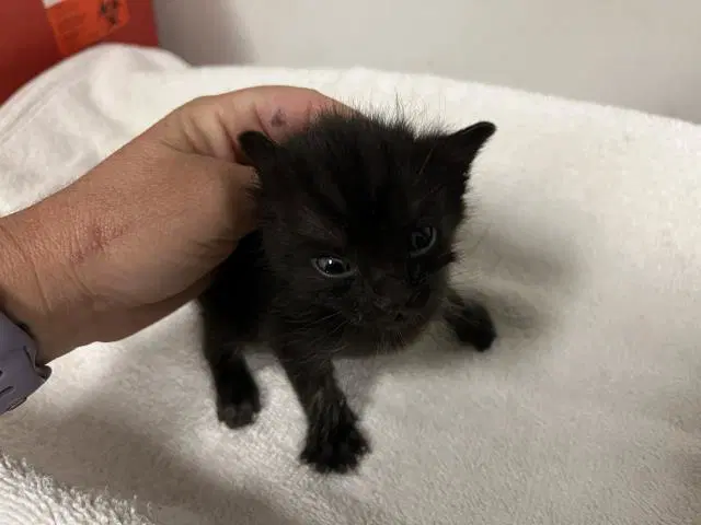Unknown - Domestic Short Hair