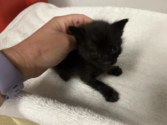 Unknown - Domestic Short Hair