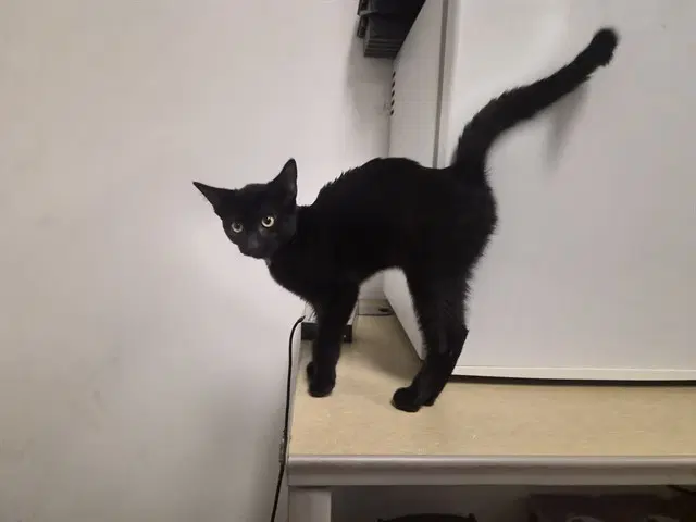 Unknown - Domestic Short Hair
