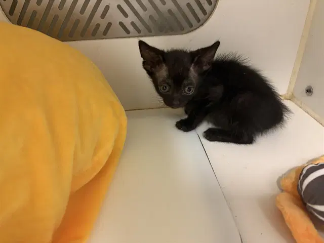 Unknown - Domestic Short Hair