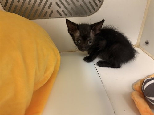 A164730, a cat for adoption from Corona Animal Services