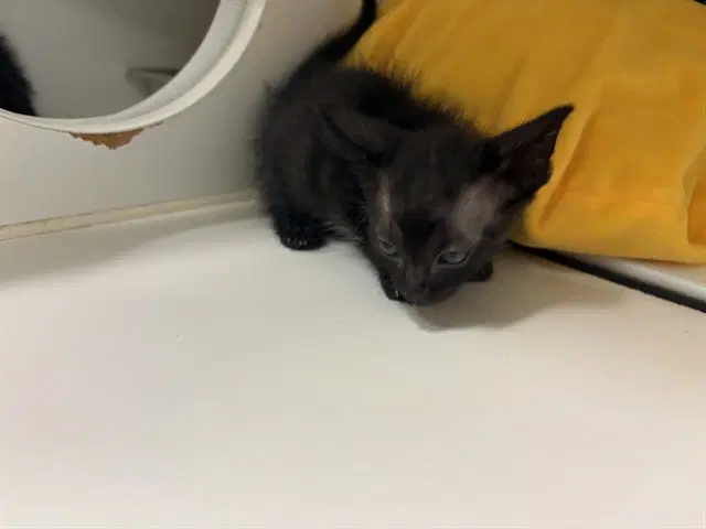 Unknown - Domestic Short Hair