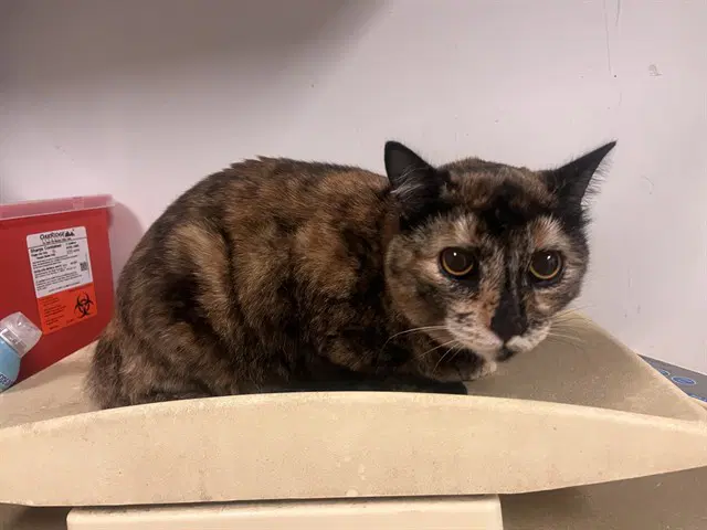 Unknown - Domestic Short Hair