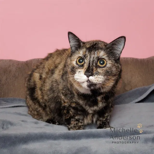 Unknown - Domestic Short Hair