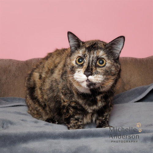 A165399, a cat for adoption from Corona Animal Services