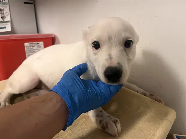 Unknown - Jack Russell Terrier (Parson Russell Terrier)