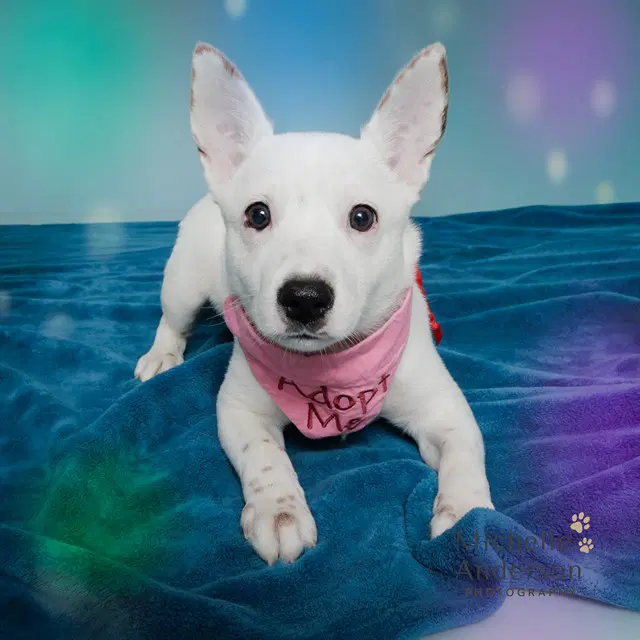 Unknown - Jack Russell Terrier (Parson Russell Terrier)