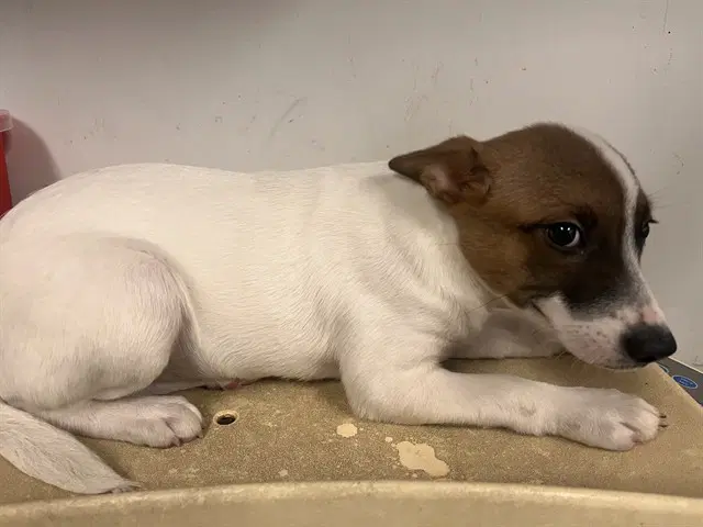 Unknown - Jack Russell Terrier (Parson Russell Terrier)