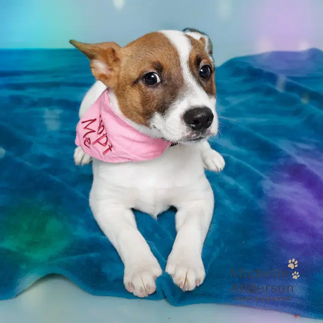 Unknown - Jack Russell Terrier (Parson Russell Terrier)