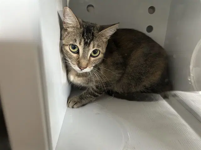 Unknown - Domestic Short Hair