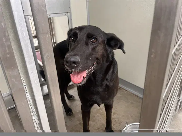 Penny - Labrador Retriever
