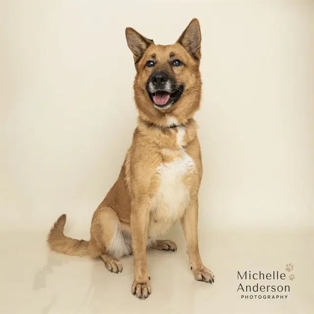 Faith - German Shepherd Dog