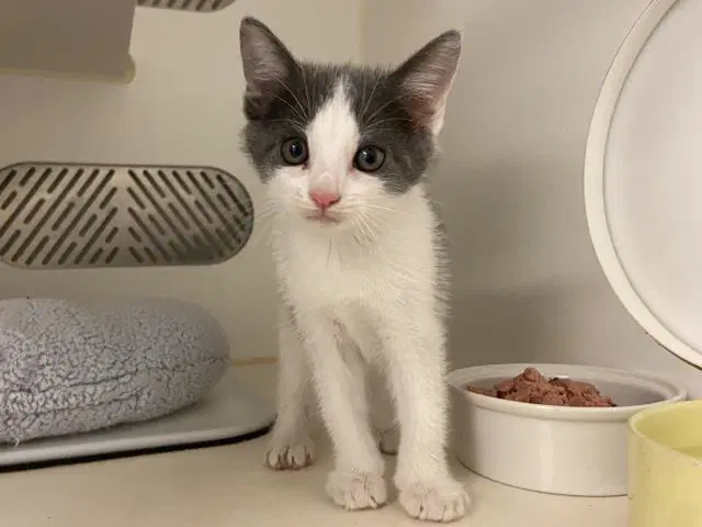 Unknown - Domestic Medium Hair