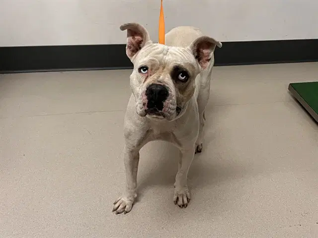Unknown - Pit Bull Terrier