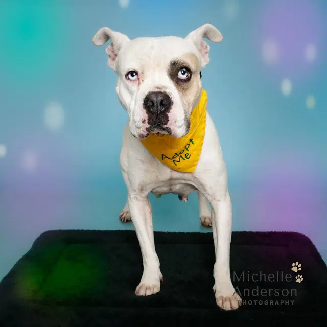 Unknown - Pit Bull Terrier