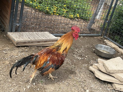 A165416, a poultry for adoption from Corona Animal Services
