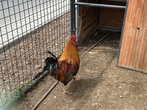 A165417, a poultry for adoption from Corona Animal Services