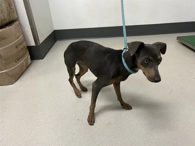 Unknown - Miniature Pinscher