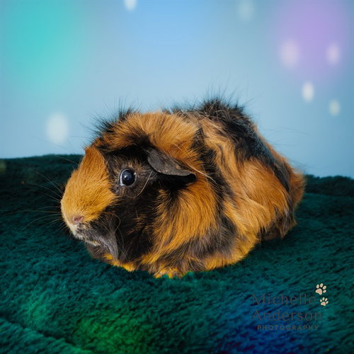 A165422, a guinea pig for adoption from Corona Animal Services