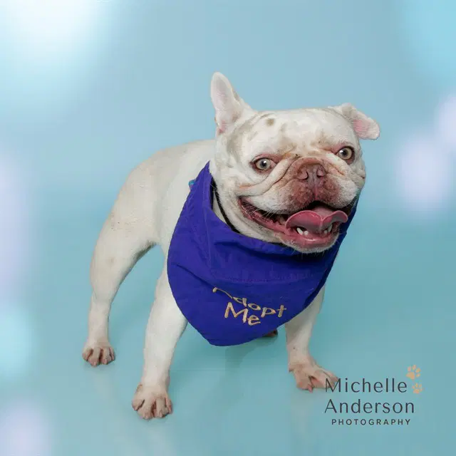 Unknown - French Bulldog