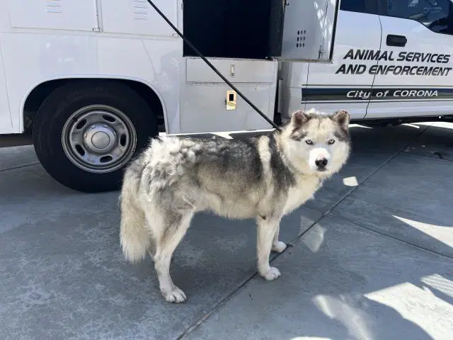 Comet - Siberian Husky