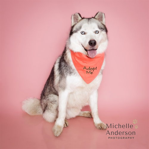 COMET, a dog for adoption from Corona Animal Services