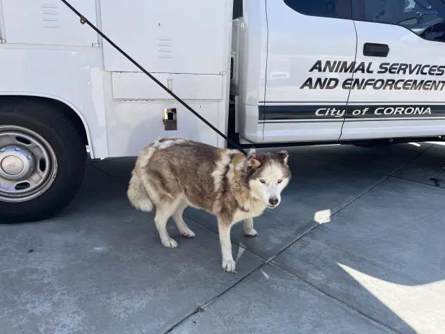 Riley - Siberian Husky