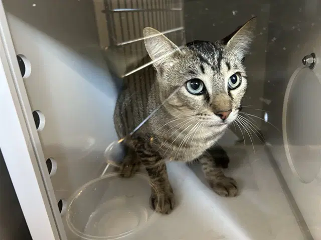 Unknown - Domestic Short Hair