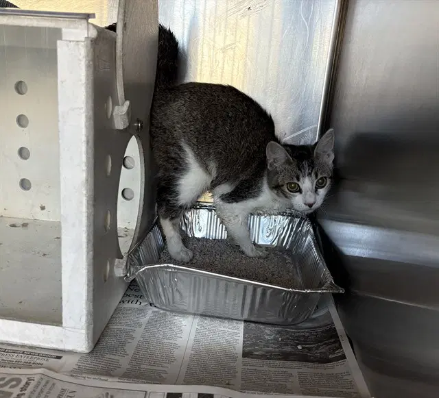 Unknown - Domestic Short Hair