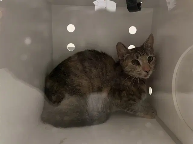 Unknown - Domestic Short Hair