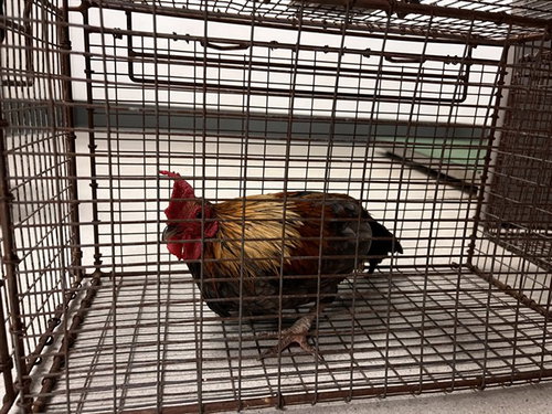 A165442, a poultry for adoption from Corona Animal Services