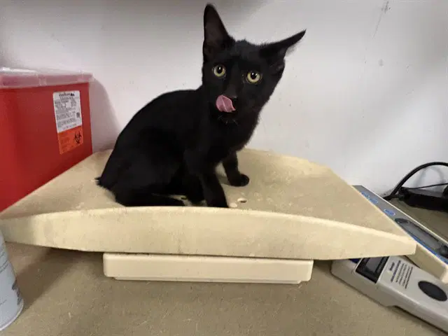 Unknown - Domestic Short Hair