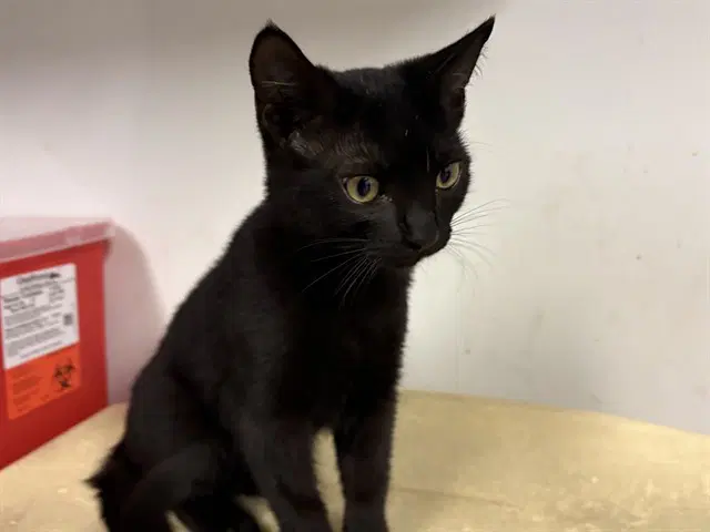 Unknown - Domestic Short Hair