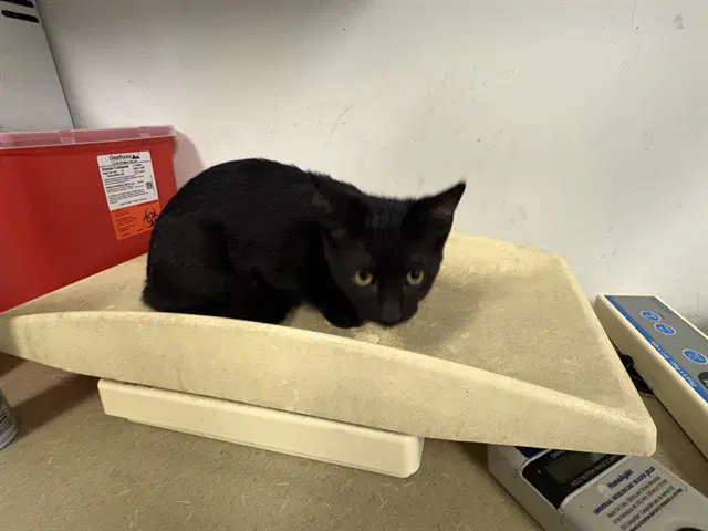 Unknown - Domestic Short Hair