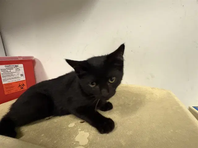 Unknown - Domestic Short Hair