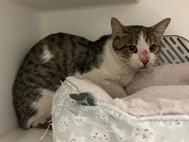 Unknown - Domestic Short Hair