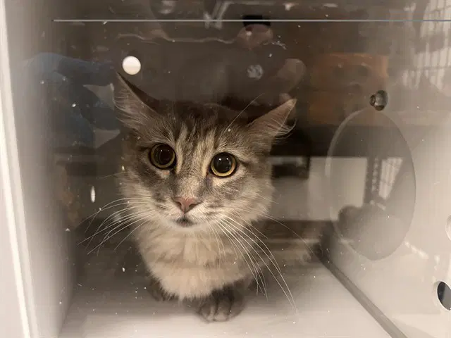 Unknown - Domestic Medium Hair
