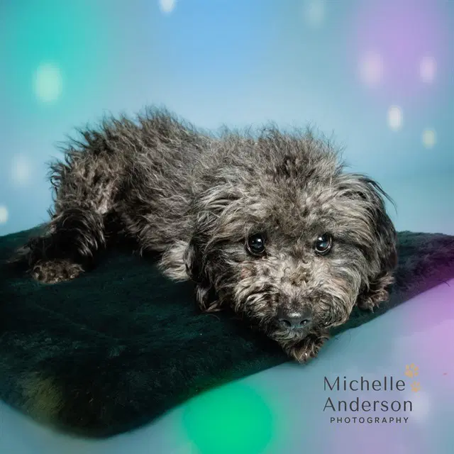 Unknown - Poodle (Miniature)