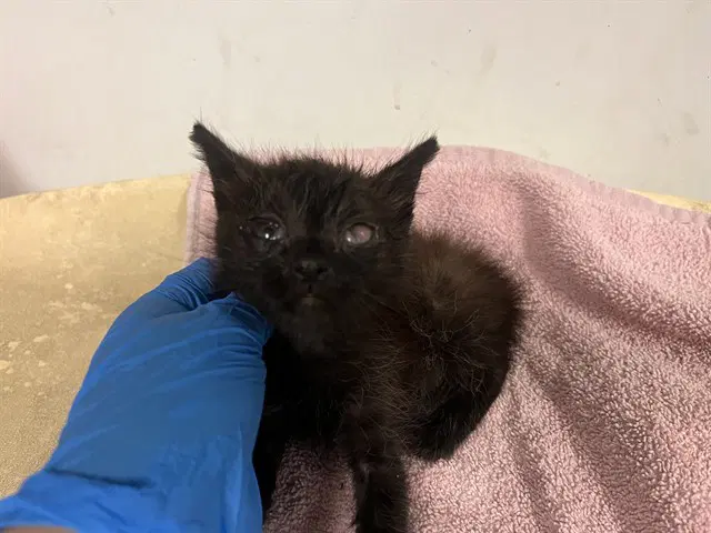 Unknown - Domestic Short Hair