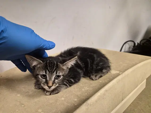 Unknown - Domestic Short Hair