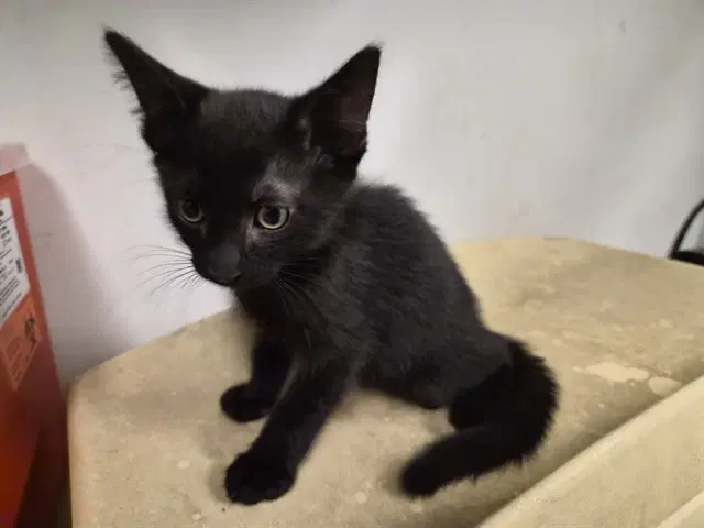 Unknown - Domestic Short Hair