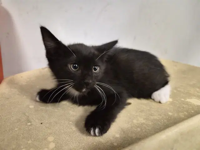 Unknown - Domestic Short Hair