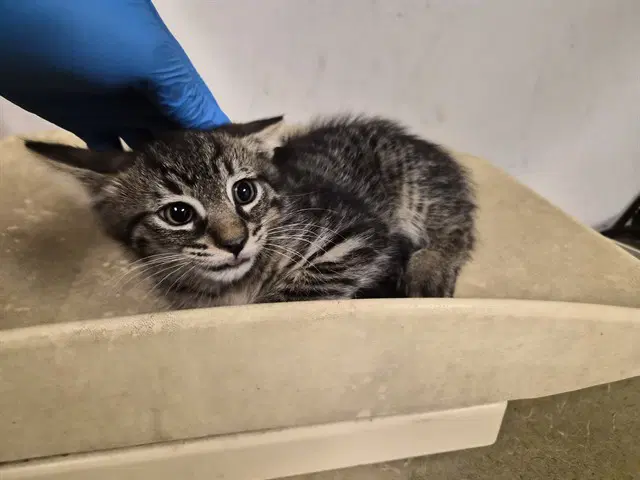 Unknown - Domestic Short Hair