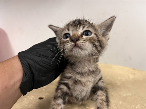 A165452, a cat for adoption from Corona Animal Services